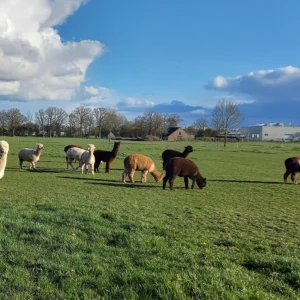 alpaca dekbed hoofdkussen