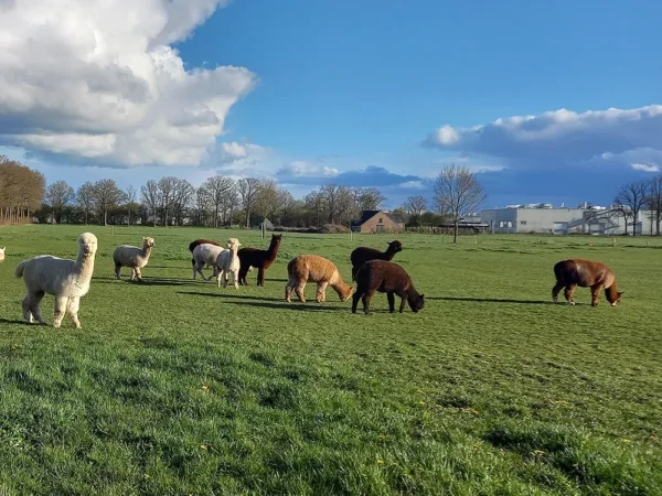 alpaca dekbed hoofdkussen