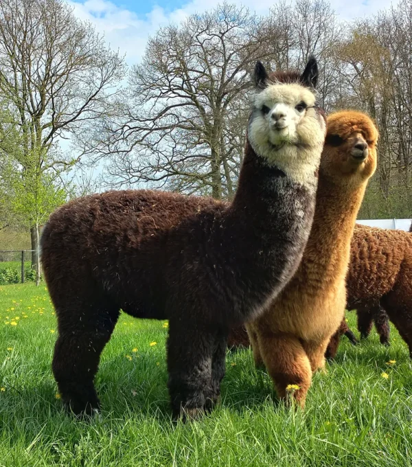 alpaca dekbed hoofdkussen
