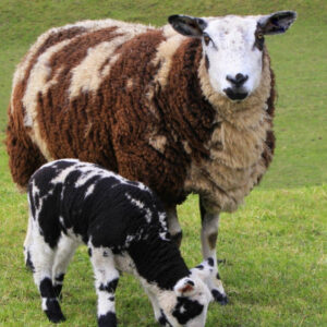 Nederlands bont schaap