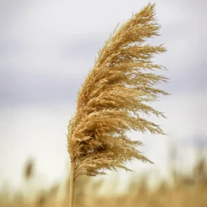 Texelaar Wol Handgeverfd Breigaren Riet