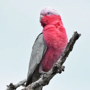 Texelaar Wol Handgeverfd Breigaren Roze Kaketoe proeflapje
