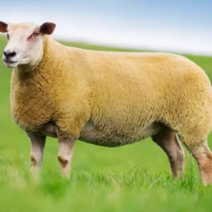 Charollais schaap garen