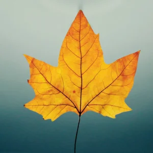 is het geen blaadje breigaren garen sw