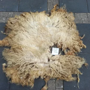 Schaap Drents Heideschaap Wit vacht SV01