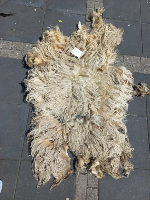 Schaap Drents Heideschaap Wit vacht SV02