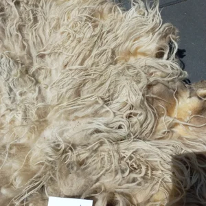 Schaap Drents Heideschaap Wit vacht SV02