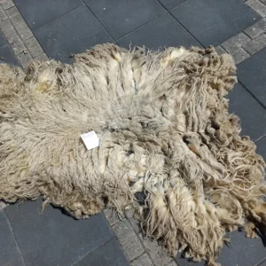 Schaap Drents Heideschaap Wit vacht SV03