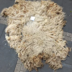 Schaap Drents Heideschaap Wit vacht SV04