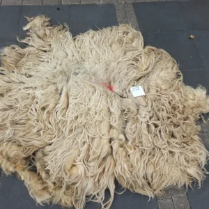 Schaap Drents Heideschaap Wit vacht SV07
