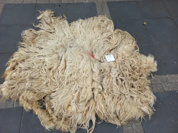 Schaap Drents Heideschaap Wit vacht SV07