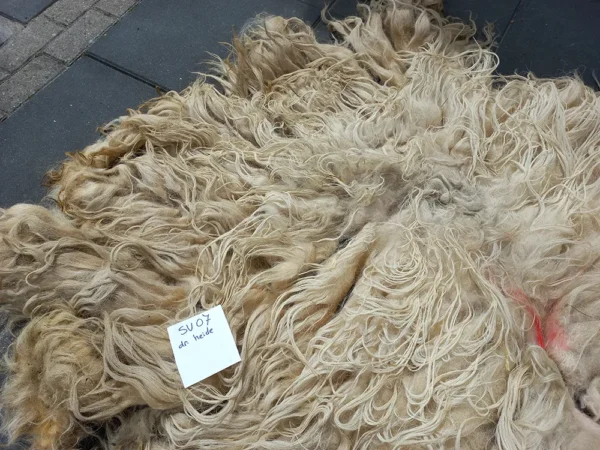 Schaap Drents Heideschaap Wit vacht SV07