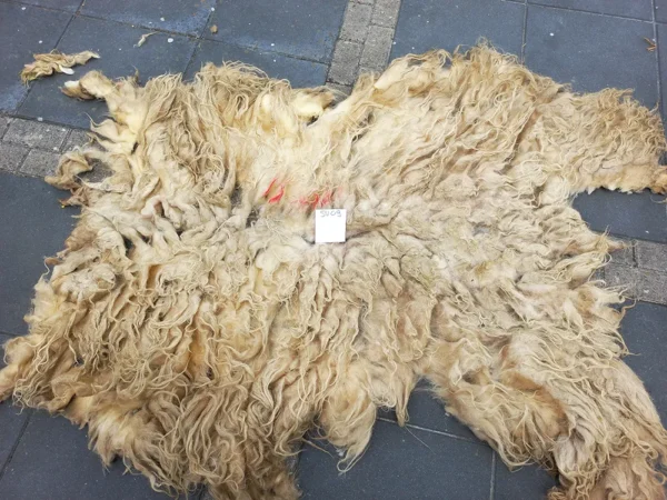Schaap Drents Heideschaap Wit vacht SV09