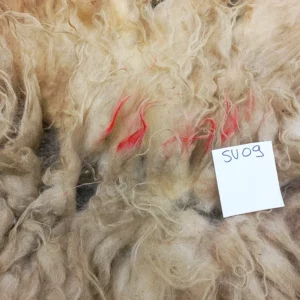Schaap Drents Heideschaap Wit vacht SV09