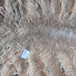 Schaap vacht Drents Heideschaap SV02 vachtvilten