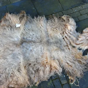 Schaap vacht Drents Heideschaap SV05 vachtvilten