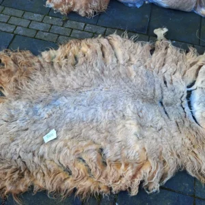 Schaap vacht Drents Heideschaap SV11 vachtvilten