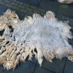 Schaap vacht Drents Heideschaap SV12 vachtvilten